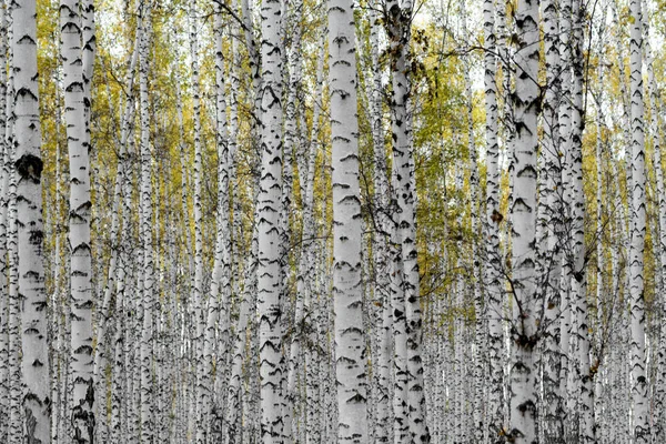 Yellow Birch Forest Late Autumn — Stock Photo, Image