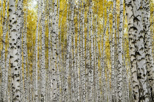 Żółty Brzoza Lasu Późną Jesienią — Zdjęcie stockowe