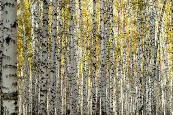 黄色の白樺の森 — ストック写真