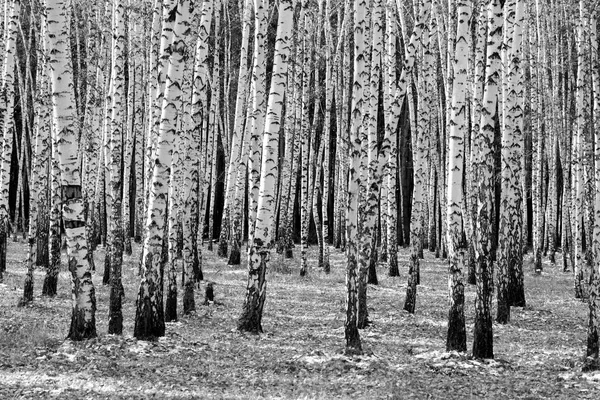 Sfondo Della Foresta Betulla Foto Bianco Nero — Foto Stock