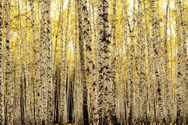 Sarı Huş Ağacı Orman Geç Sonbaharda — Stok fotoğraf