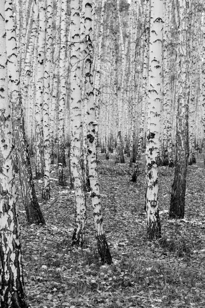 白桦林背景 黑白照片 — 图库照片