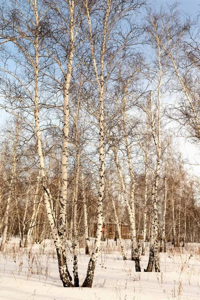 Hermoso Bosque Abedul Invierno —  Fotos de Stock