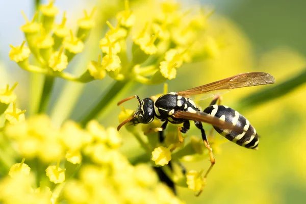 Avispa Una Flor Amarilla Cerca — Foto de Stock