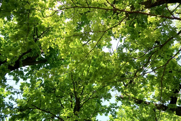 Baumzweige Blick Von Unten Den Himmel — Stockfoto