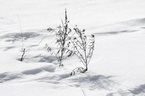 Prachtig Winter Besneeuwd Landschap — Stockfoto