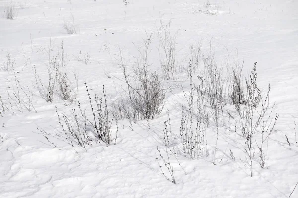 Beautiful Winter Snowy Landscape — Stock Photo, Image