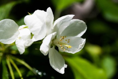 Beyaz çiçekler Apple, yakın çekim