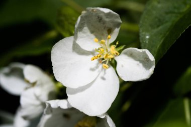 Beyaz çiçekler Apple, yakın çekim