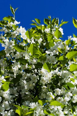 Beyaz çiçekler Apple, yakın çekim