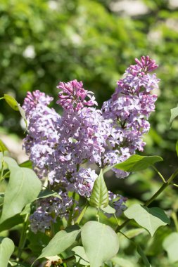 Leylak çiçeği, bahar manzara