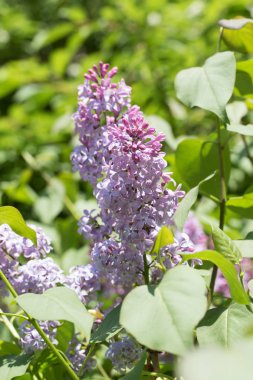 Leylak çiçeği, bahar manzara