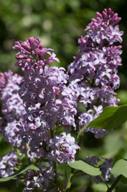 Leylak çiçeği, bahar manzara