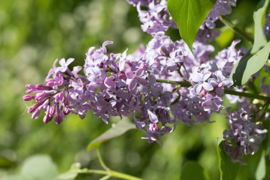 Leylak çiçeği, bahar manzara