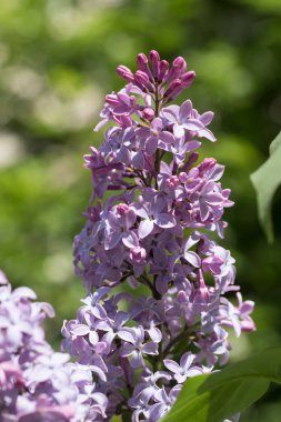 Leylak çiçeği, bahar manzara