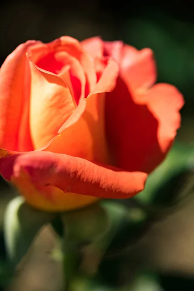 Oranje Bloemen Rozen Natuur — Stockfoto