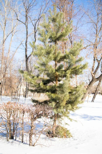 Pequeño Abeto Nieve Invierno — Foto de Stock