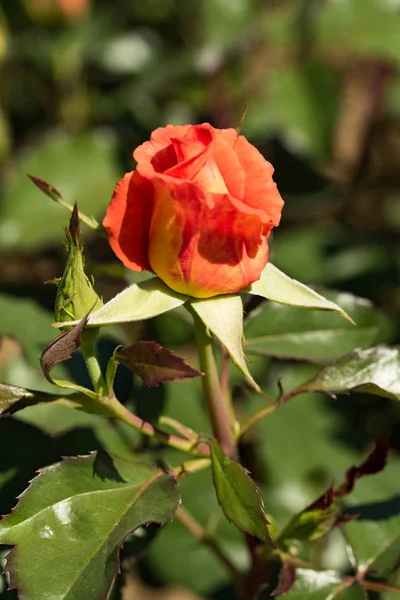 Τριαντάφυλλα Πορτοκαλί Λουλούδια Στη Φύση — Φωτογραφία Αρχείου