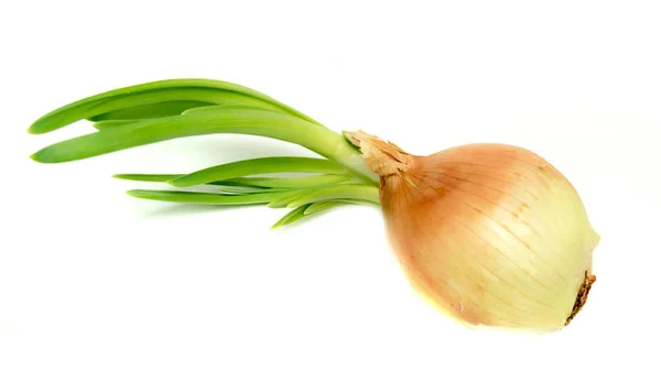 Bulb Green Onion White Background — Stock Photo, Image