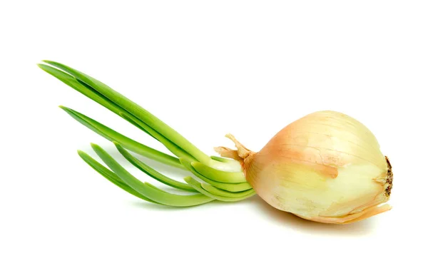 Bombilla Con Cebolla Verde Sobre Fondo Blanco —  Fotos de Stock