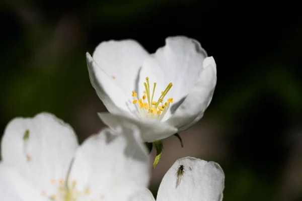 Fiori Bianchi Mela Primo Piano — Foto Stock