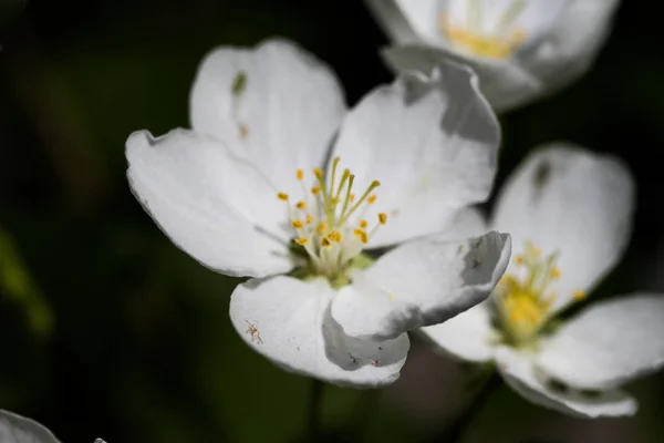 Weiße Blüten Von Apfel Nahaufnahme — Stockfoto