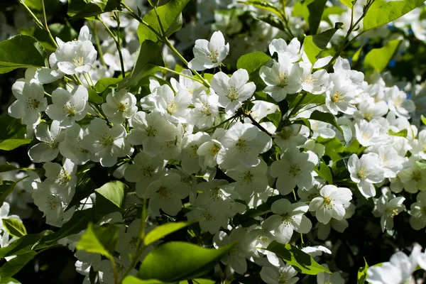 Белые Цветы Яблока Крупным Планом — стоковое фото