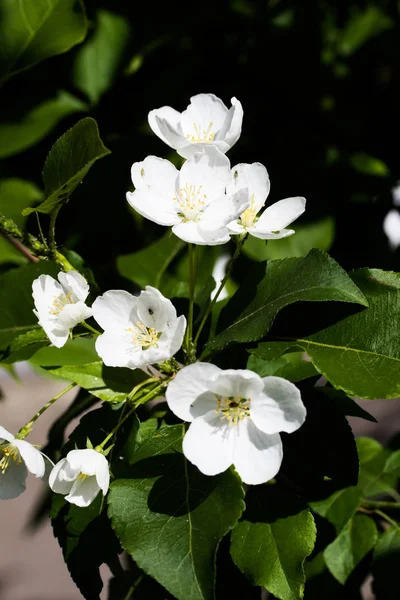 Beyaz çiçekler Apple, yakın çekim