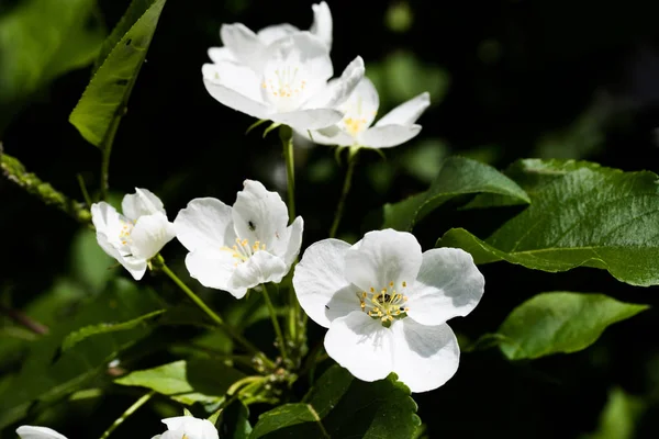 Vita Blommor Apple Närbild — Stockfoto
