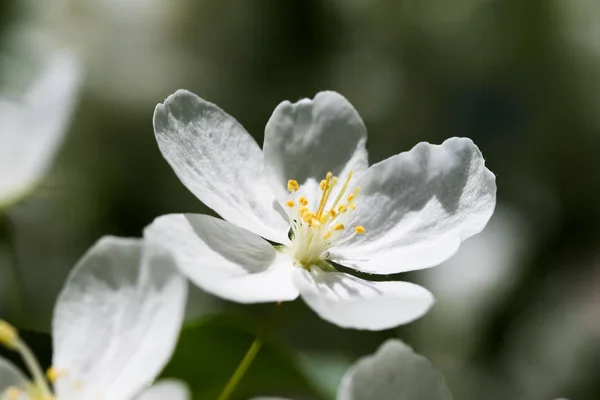 White Flowers Apple Close — Stock Photo, Image