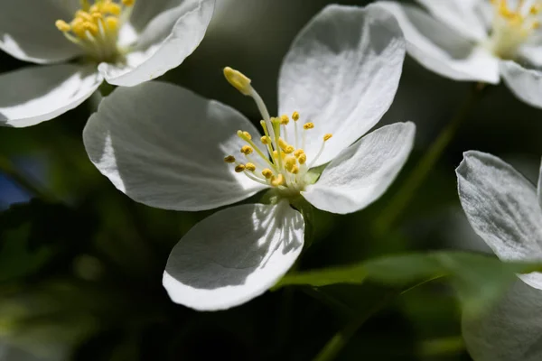 White Flowers Apple Close — Stock Photo, Image