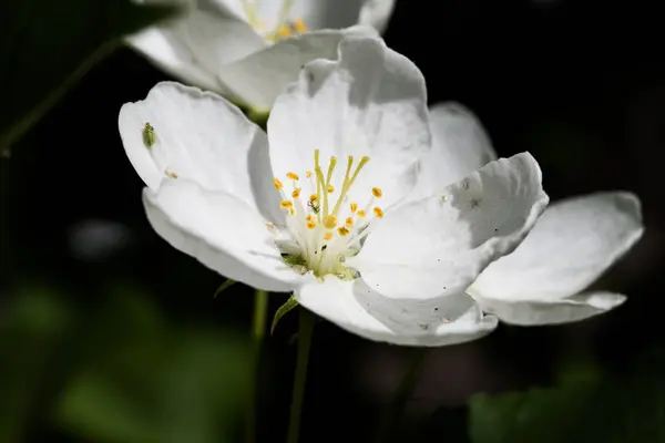 Fiori Bianchi Mela Primo Piano — Foto Stock