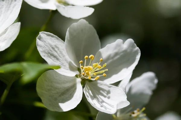 White Flowers Apple Close — Stock Photo, Image