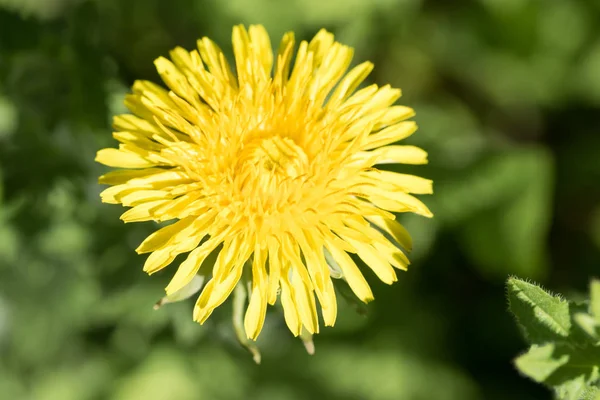 Dente Leone Giallo Fiore Primo Piano — Foto Stock