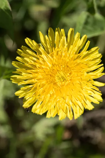 Flor Diente León Amarillo Cerca —  Fotos de Stock