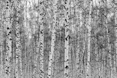 Huş ağacı orman kış manzara, siyah beyaz fotoğraf