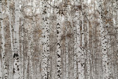 Huş ağacı orman kış manzarası