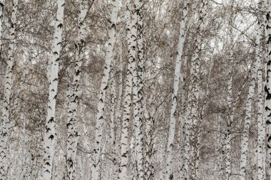 Huş ağacı orman kış manzarası