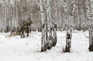 Huş ağacı orman kış manzarası