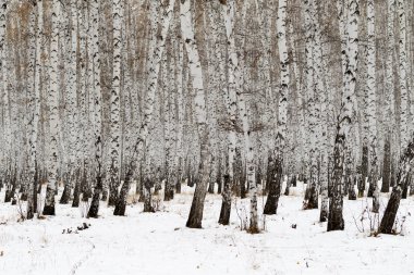Huş ağacı orman kış manzarası