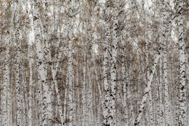 Huş ağacı orman kış manzarası