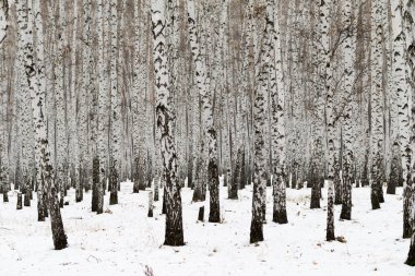 Huş ağacı orman kış manzarası