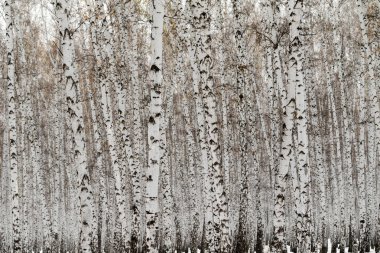 Huş ağacı orman kış manzarası