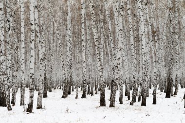 Huş ağacı orman kış manzarası