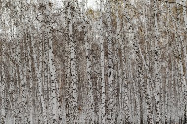 Huş ağacı orman kış manzarası