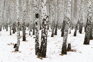 Huş ağacı orman kış manzarası
