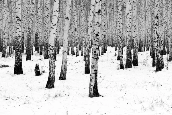 Björk Skog Vinter Landskap Svartvit Foto — Stockfoto