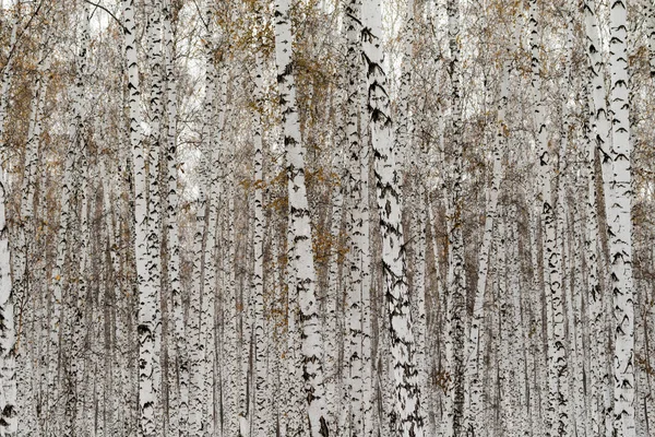 Birch Les Zimní Krajina — Stock fotografie