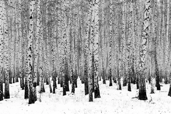 Paysage Hivernal Forêt Bouleaux Photo Noir Blanc — Photo