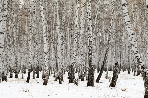 Paysage Hivernal Forêt Bouleaux — Photo